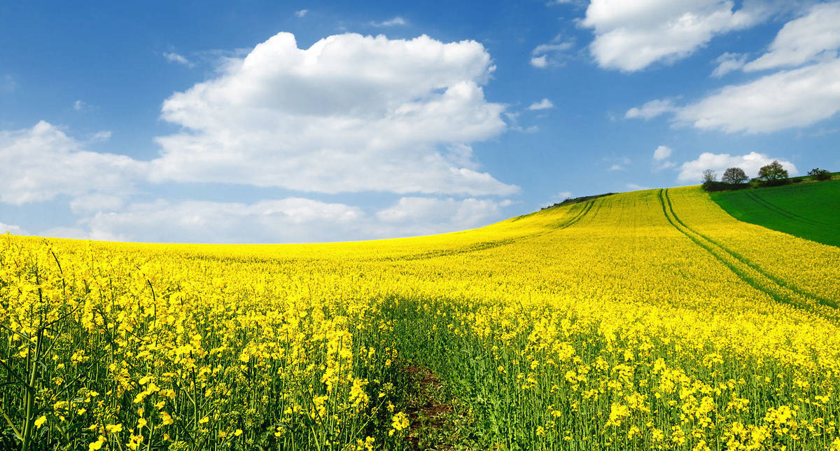 Was Ist Bioenergie Was Ist Bioenergie